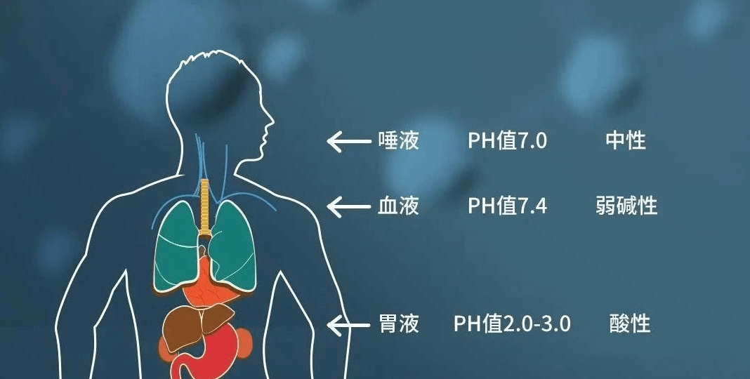 人體PH值.png